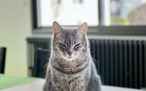 RonRon for iOS 将取代您的猫并帮助您放松