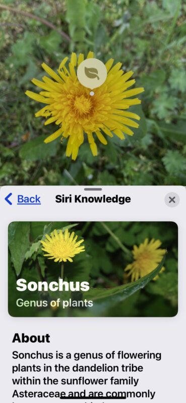 怎么用苹果手机拍照识别植物（iPhone相机识别植物花卉教程）