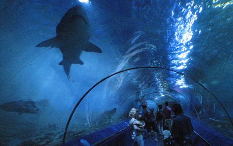 世界上最大的10个水族馆，排第一的有10万只海洋生物