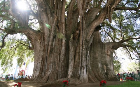 世界最著名十大棵树，全球珍贵树排名