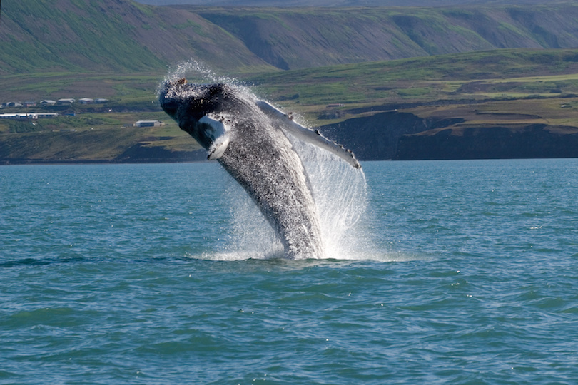 10 Best Whale Watching Tours Around the World-多听号