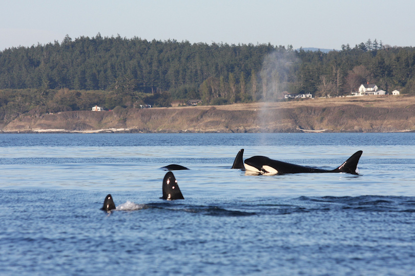 10 Best Whale Watching Tours Around the World-多听号