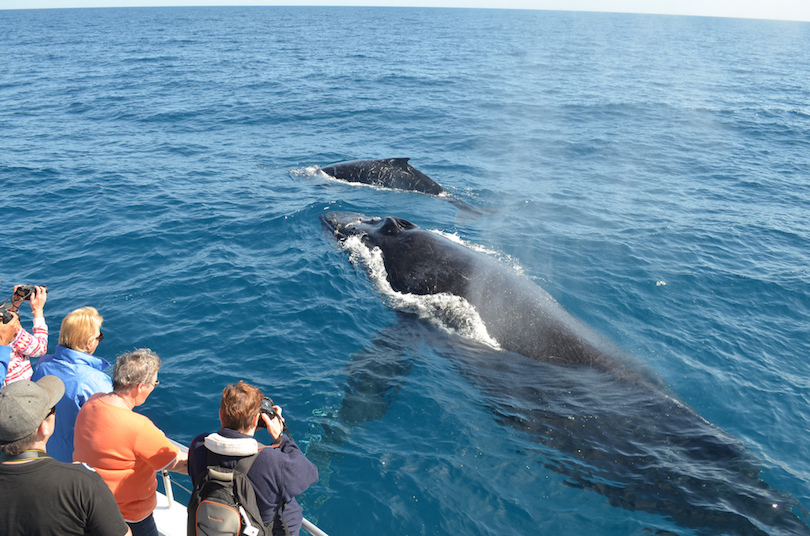 10 Best Whale Watching Tours Around the World-多听号