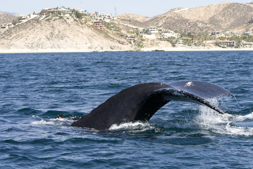 10 Best Whale Watching Tours Around the World-多听号