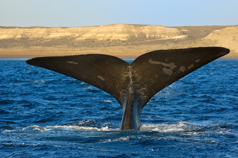 10 Best Whale Watching Tours Around the World-多听号