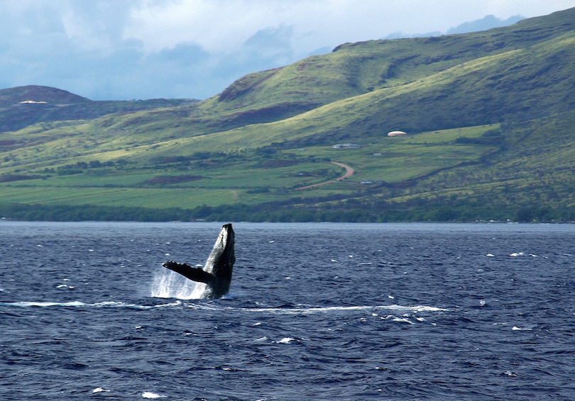 10 Best Whale Watching Tours Around the World-多听号