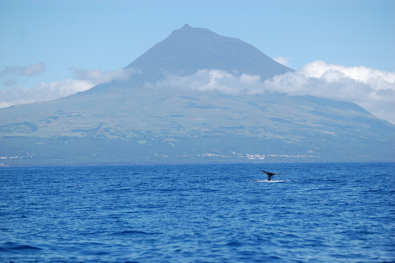 10 Best Whale Watching Tours Around the World-多听号