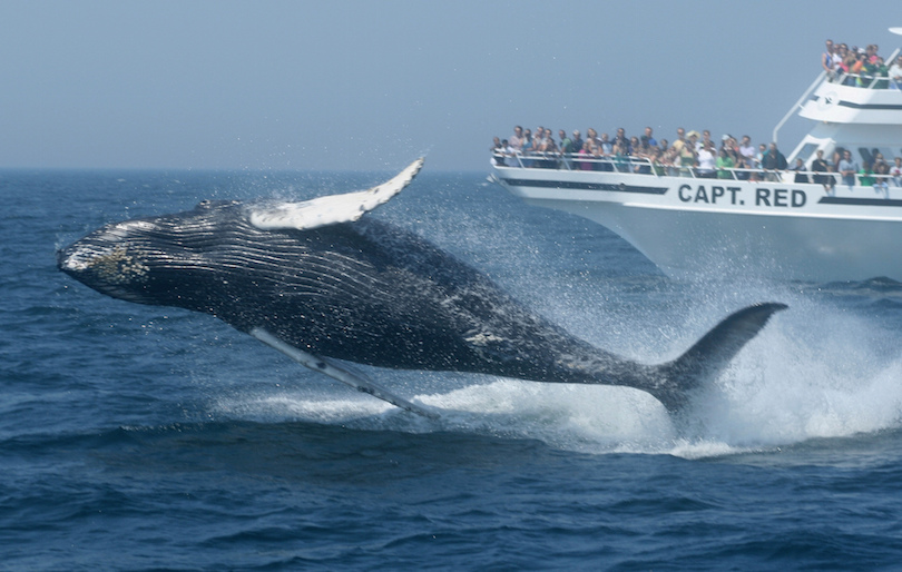 10 Best Whale Watching Tours Around the World-多听号