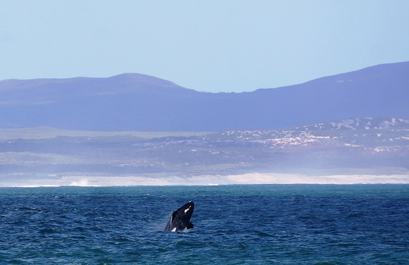 10 Best Whale Watching Tours Around the World-多听号