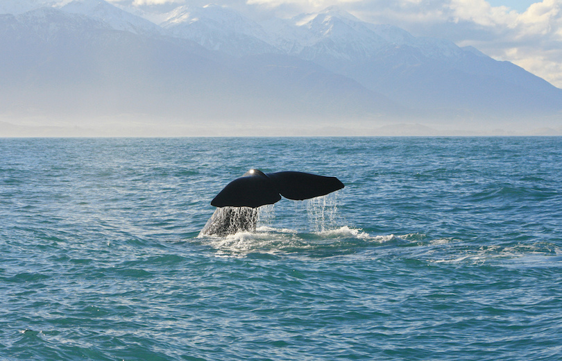 10 Best Whale Watching Tours Around the World-多听号