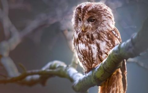 修复Windows11中Wi-Fi访问受限的9种方法
